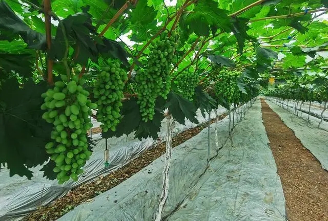 ��԰����	