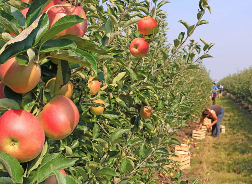 ��԰����