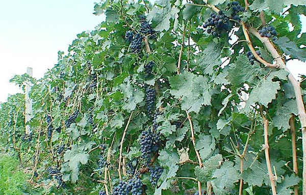 �컨��ľ���ù������Щ