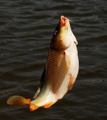 ɽ������߲�����